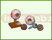 Fiber Model ?Eye